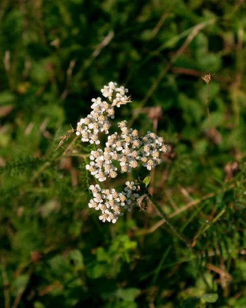 Le printemps dans les Laurentides : Pourquoi c’est la saison idéale pour louer un chalet ?